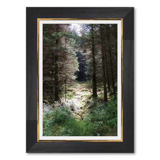Sunlight Through the Trees - Speciality