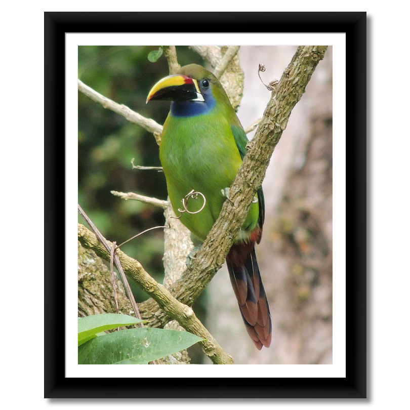 Costa Rican Emerald Toucanet