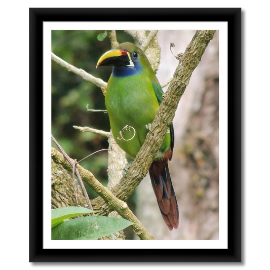 Costa Rican Emerald Toucanet