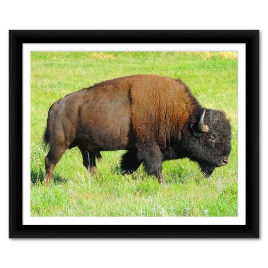 Magnificent Buffalo