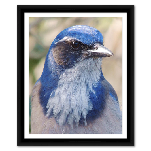 Scrub Jay
