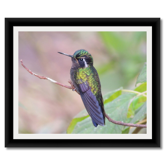 Iridescent Hummingbird