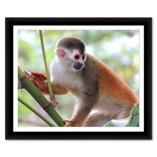 Costa Rician Squirrel Monkey