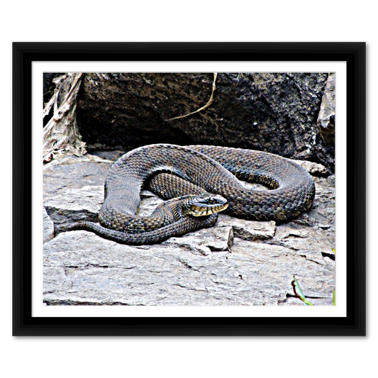 Beautiful Snake Colors of the Rainbow