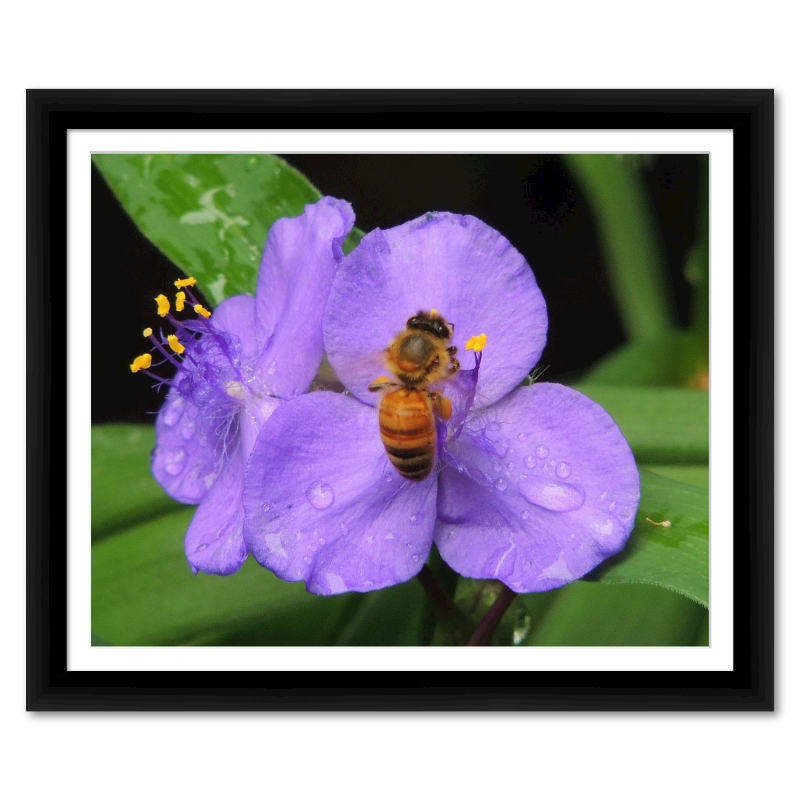 Bee on a Purple Phlox