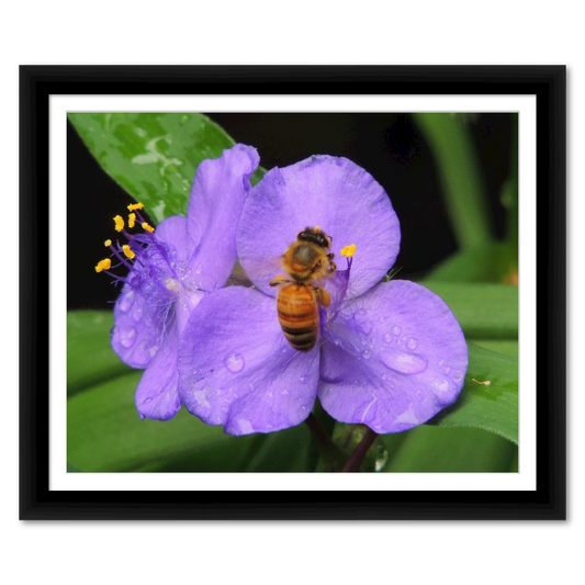 Bee on a Purple Phlox