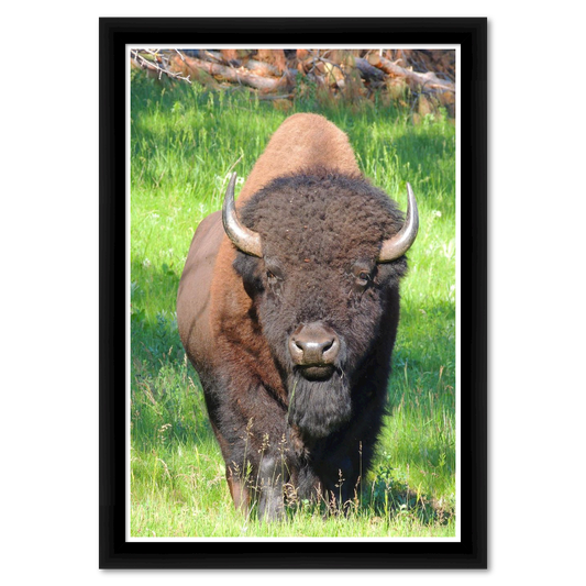 American Bison