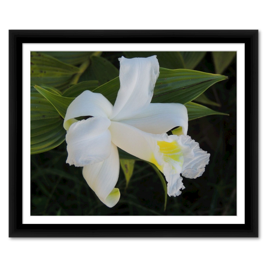 Tropical Lily from Costa Rica