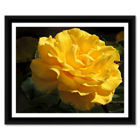 Incoming Bee to Pollinate