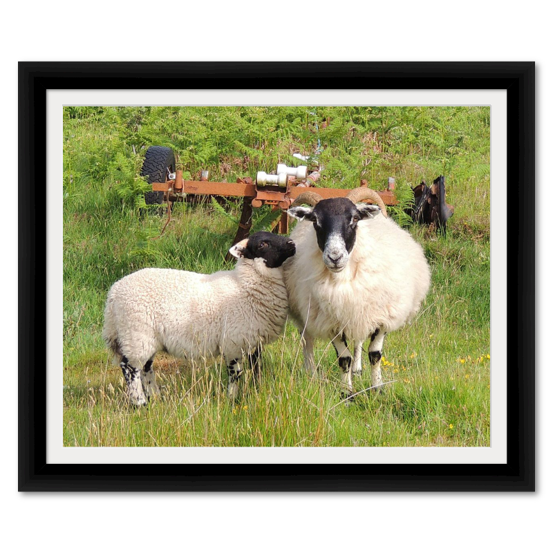 Momma and Baby Sheep in Scotland