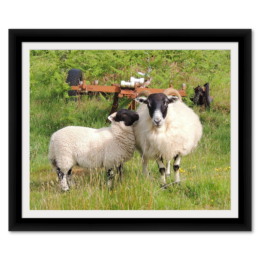 Momma and Baby Sheep in Scotland