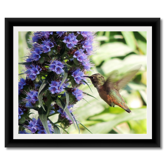 Hummingbird Action Shot