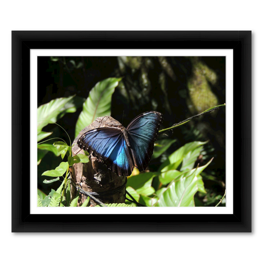 The Elusive Blue Morpho Butterfly