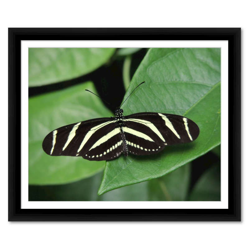 Zebra Longwing Butterfly
