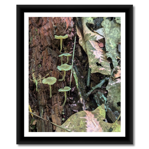 Green Pinkgill Mushroom