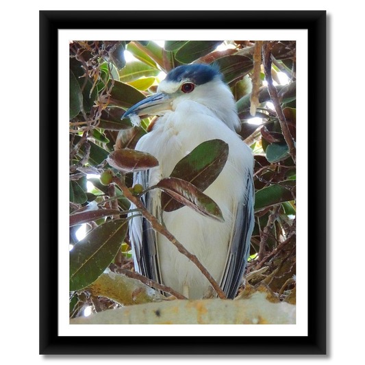 Blue Night Heron