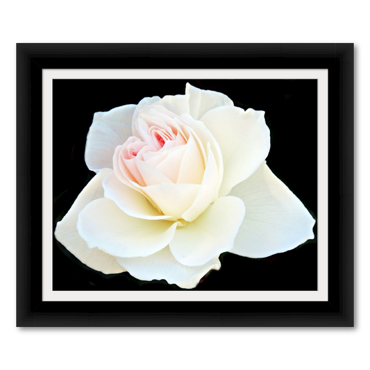 Delicate White Rose