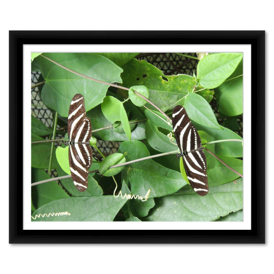 Two Zebra Longwing Butterflies