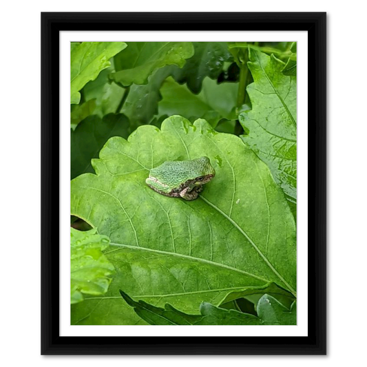 Gray Tree Frog