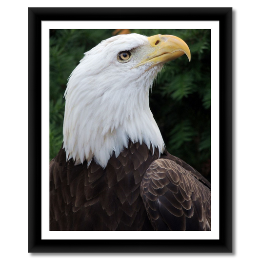 Regal Eagle