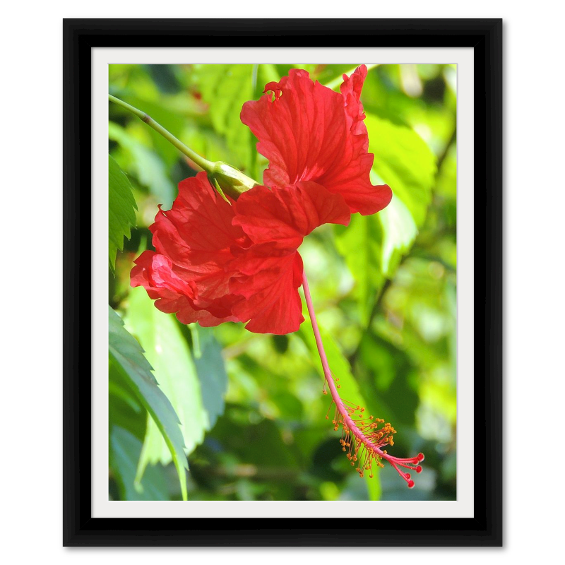 Costa Rican Fringed Hibiscus