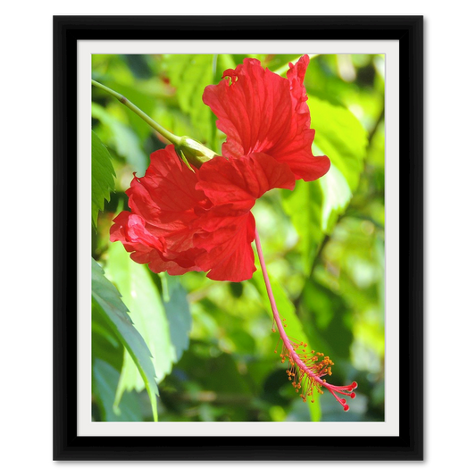 Costa Rican Fringed Hibiscus