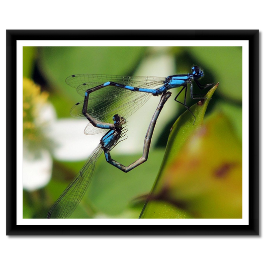 Damselflies in Courtship
