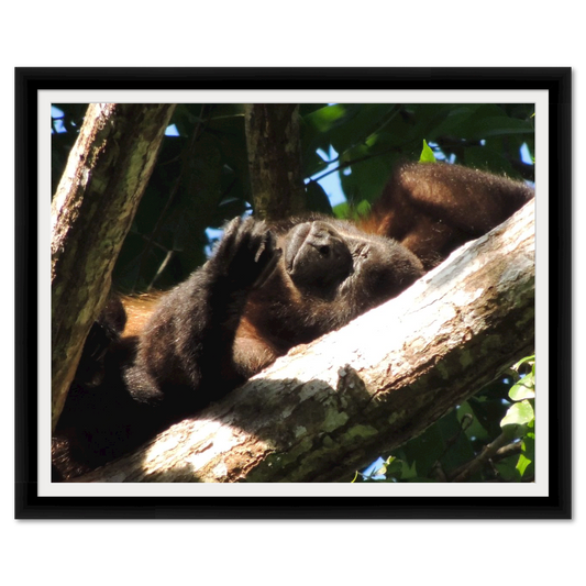 Costa Rica Sleeping Baby Orangutan
