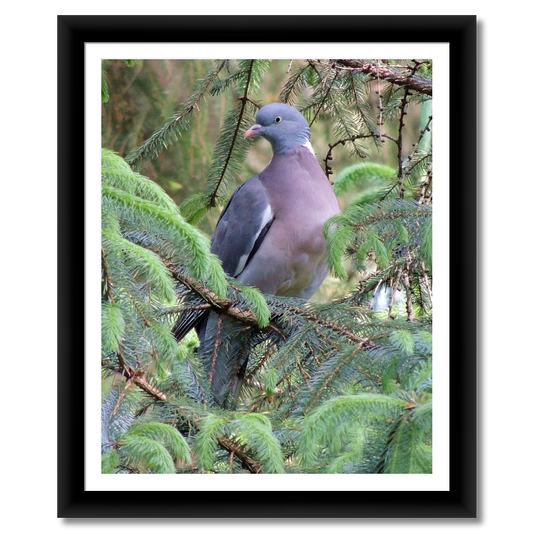 Mourning Dove