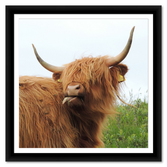 Highland Cow from Scotland