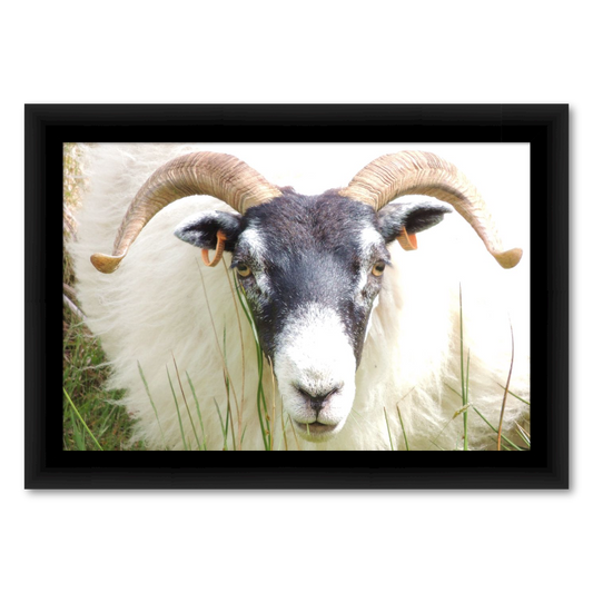 Scottish Blackface Sheep