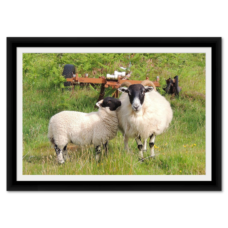 Scottish Blackface Sheep