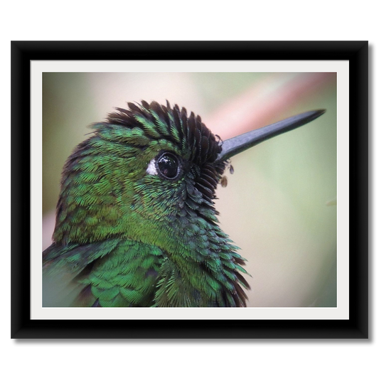 Hummingbird Headshot