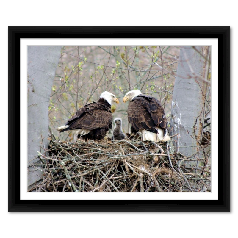Doting Eagle Parents