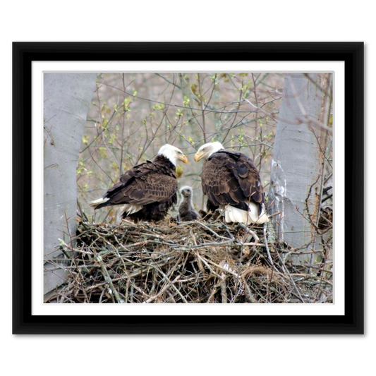 Doting Eagle Parents