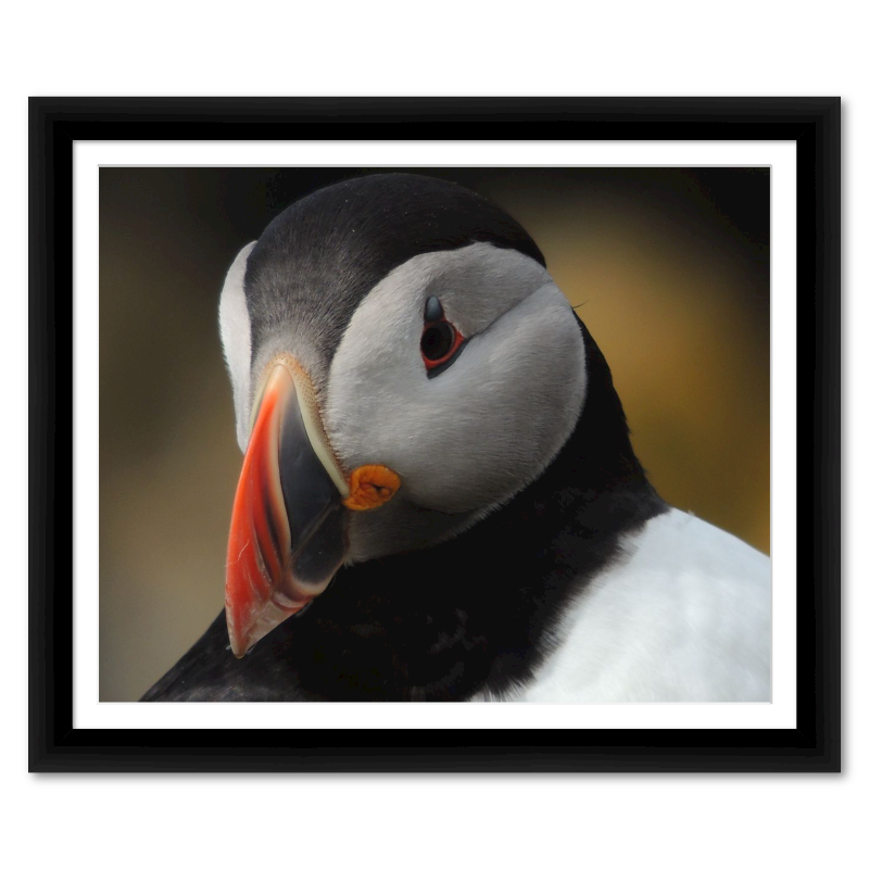 Atlantic Puffin from Scotland Up Close