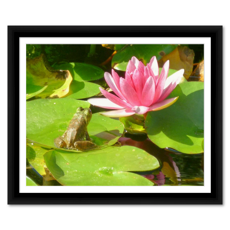Frog Contemplates Waterlily