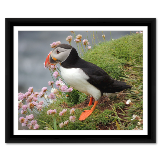 Atlantic Puffin on the Bluff in Scotland
