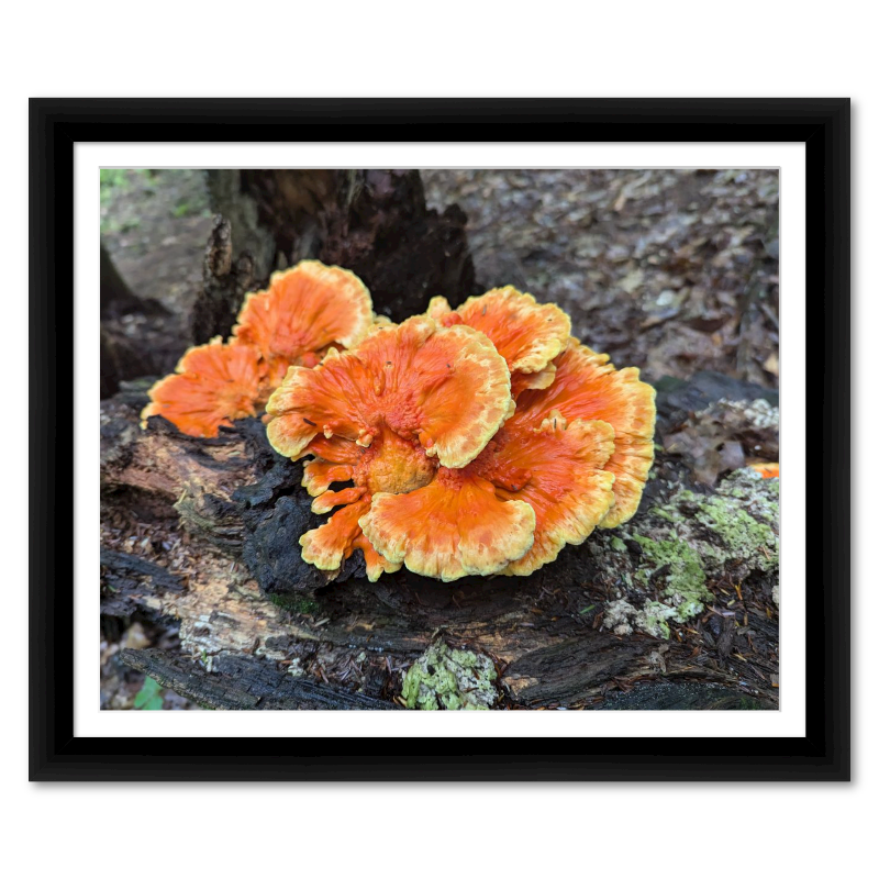 Beautiful Orange Fungus