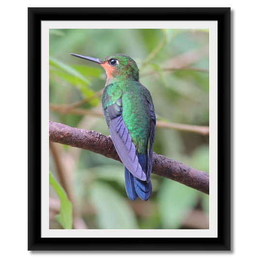 Green Crowned Brilliant Hummingbird