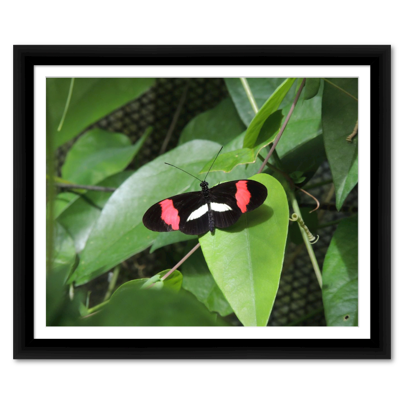 Red Postman Butterfly