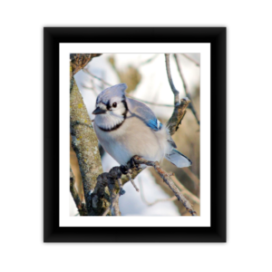 Snowbird