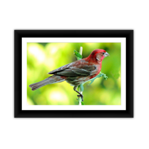 Hummingbird Redhead