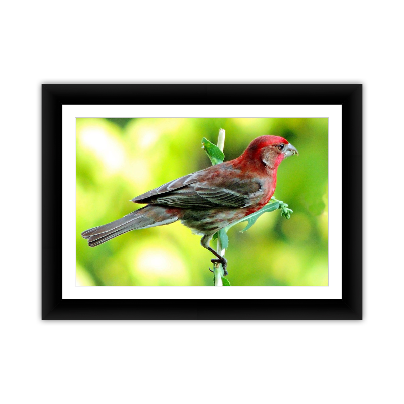 Hummingbird Redhead