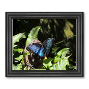 butterflies