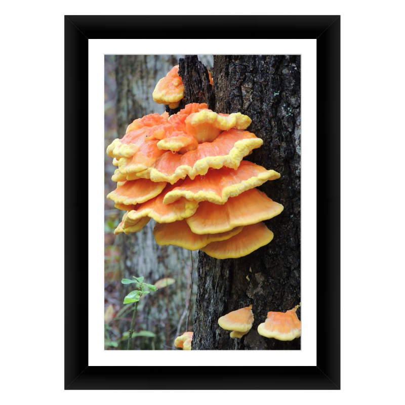 Orange Fungus Up a Tree