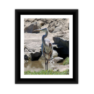 Heron Near the Rocks