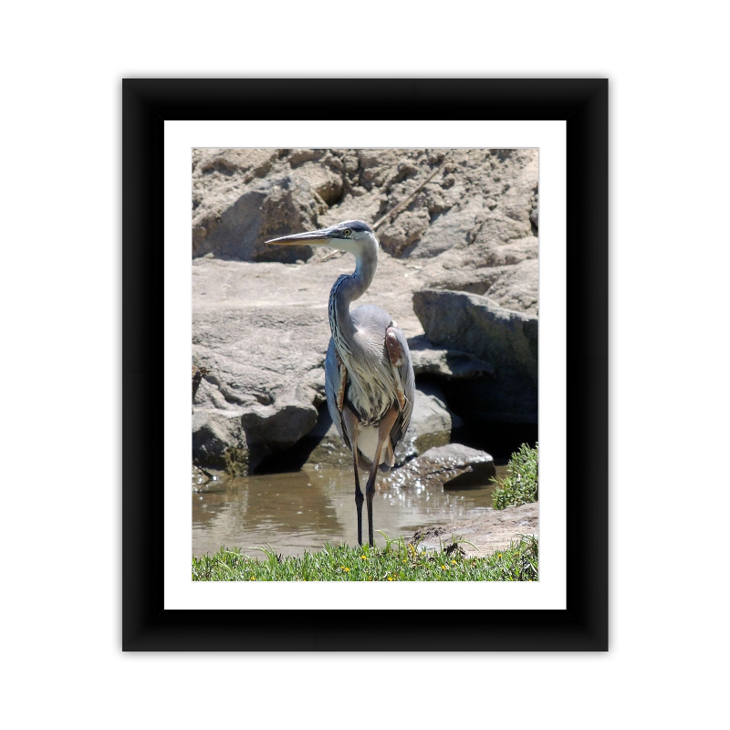 Heron Near the Rocks