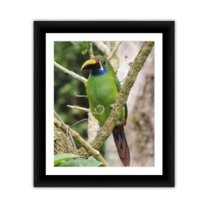 Tropical Bird