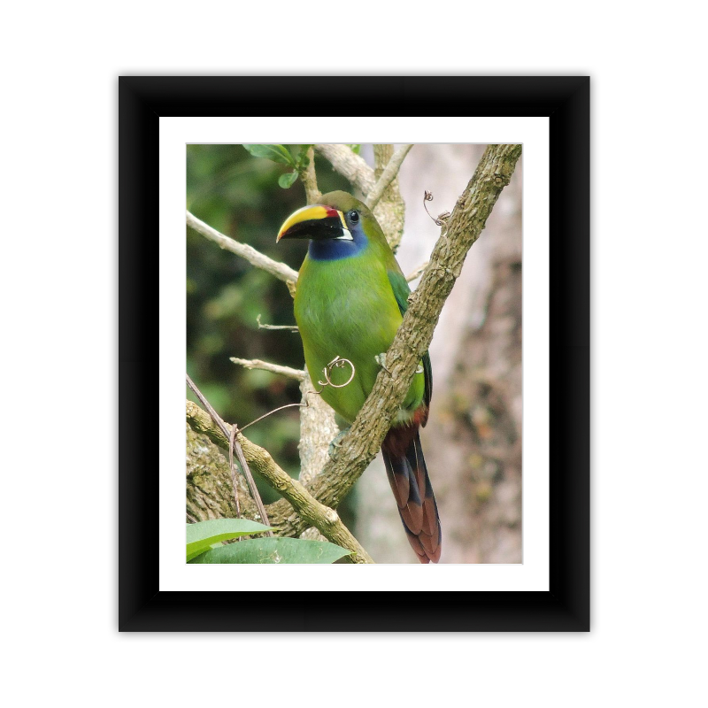 Tropical Bird